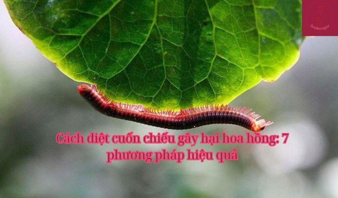 Cách diệt cuốn chiếu gây hại hoa hồng: 7 phương pháp hiệu quả