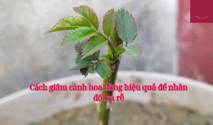 Cách giâm cành hoa hồng hiệu quả để nhân đôi ra rễ