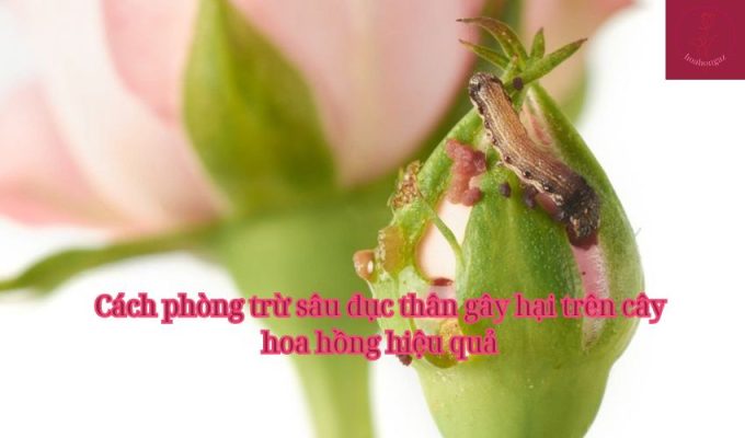 Cách phòng trừ sâu đục thân gây hại trên cây hoa hồng hiệu quả