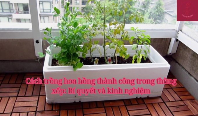 Cách trồng hoa hồng thành công trong thùng xốp: Bí quyết và kinh nghiệm