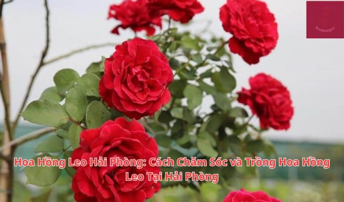 Hoa Hồng Leo Hải Phòng: Cách Chăm Sóc và Trồng Hoa Hồng Leo Tại Hải Phòng