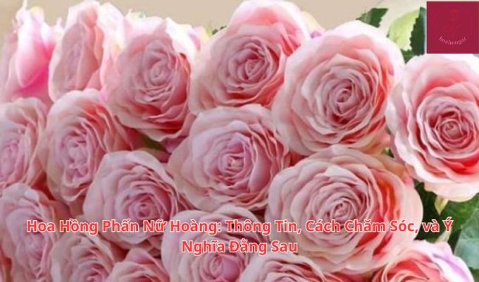 Hoa Hồng Phấn Nữ Hoàng: Thông Tin, Cách Chăm Sóc, và Ý Nghĩa Đằng Sau