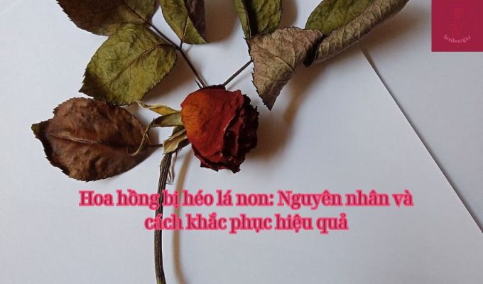 Hoa hồng bị héo lá non: Nguyên nhân và cách khắc phục hiệu quả