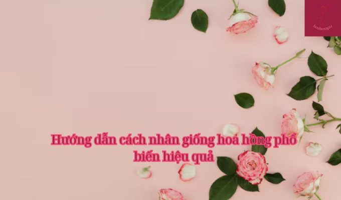 Hướng dẫn cách nhân giống hoa hồng phổ biến hiệu quả