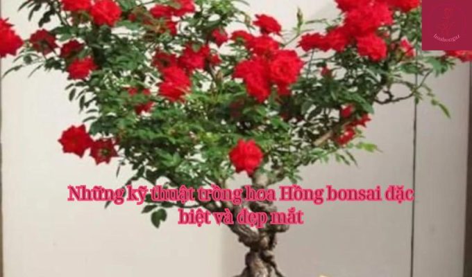 Những kỹ thuật trồng hoa Hồng bonsai đặc biệt và đẹp mắt