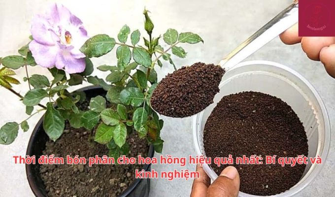 Thời điểm bón phân cho hoa hồng hiệu quả nhất: Bí quyết và kinh nghiệm