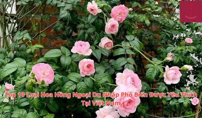 Top 10 Loại Hoa Hồng Ngoại Du Nhập Phổ Biến Được Yêu Thích Tại Việt Nam