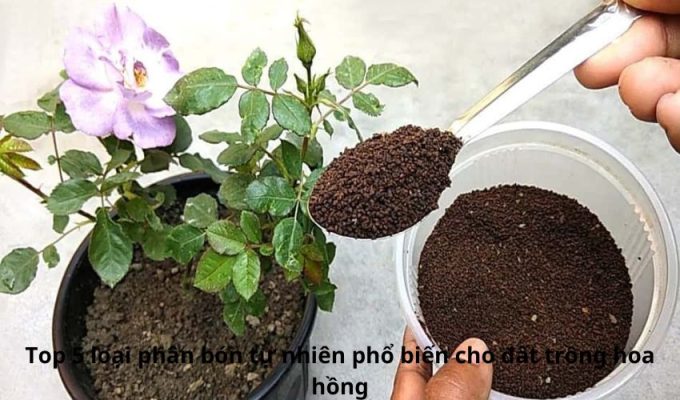 Top 5 loại phân bón tự nhiên phổ biến cho đất trồng hoa hồng