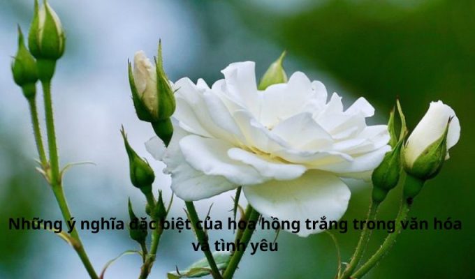 Những ý nghĩa đặc biệt của hoa hồng trắng trong văn hóa và tình yêu